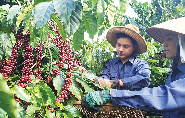 Cà phê là một trong những mặt hàng có lợi thế ở thị trường châu Âu.