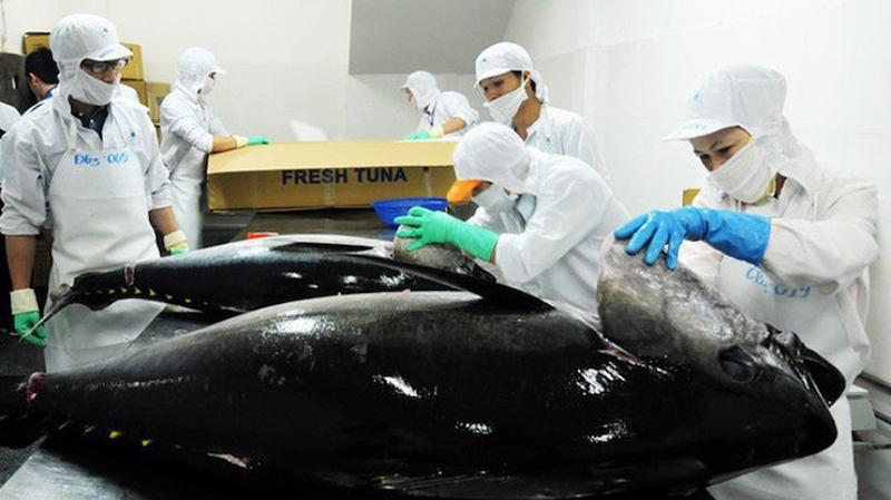 Xuất khẩu cá ngừ “từ từ leo đỉnh”