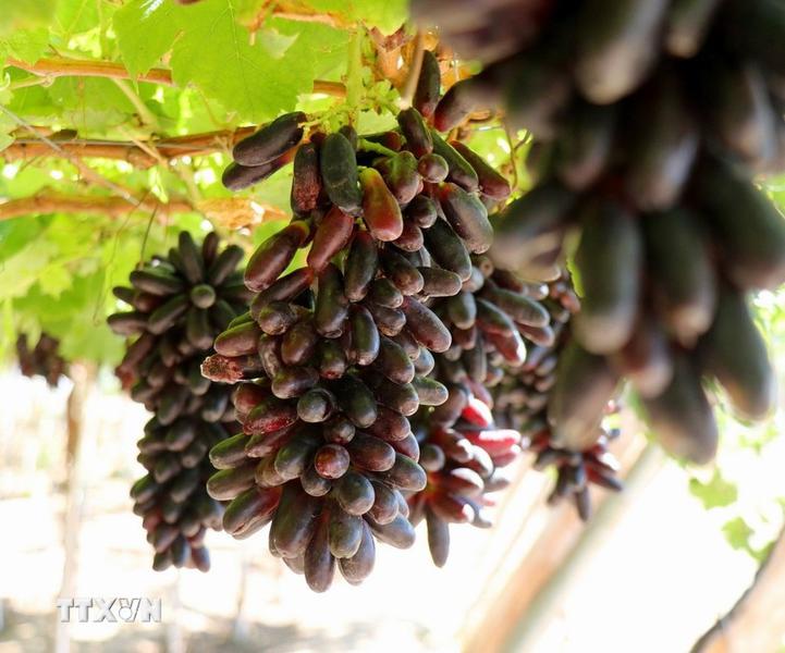 Tôn vinh 90 sản phẩm “Thương hiệu Vàng nông nghiệp Việt Nam năm 2025”