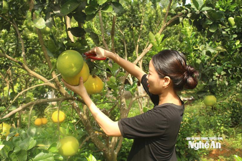 Nông nghiệp Nghệ An: Từ đặc sản truyền thống đến chuỗi giá trị hiện đại