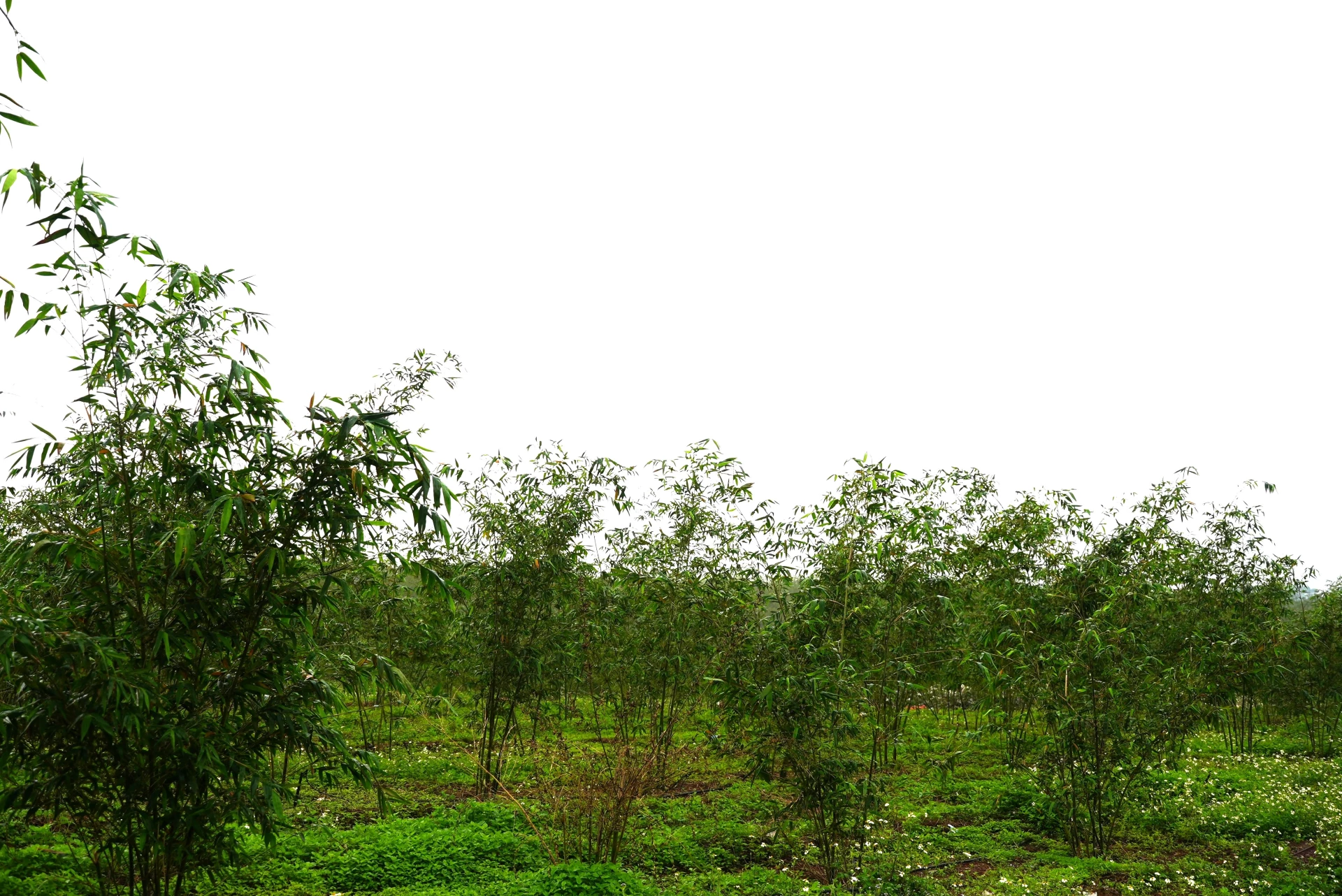 Các diện tích Tre lục trúc lấy măng tại xã Nam Trạch - Ảnh: Trung Đức