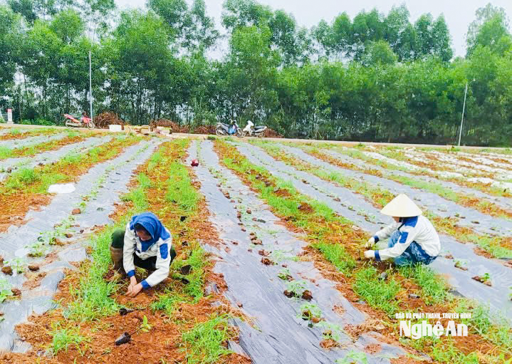 Trồng dược liệu trên vùng đất đỏ bazan. Ảnh: T.P